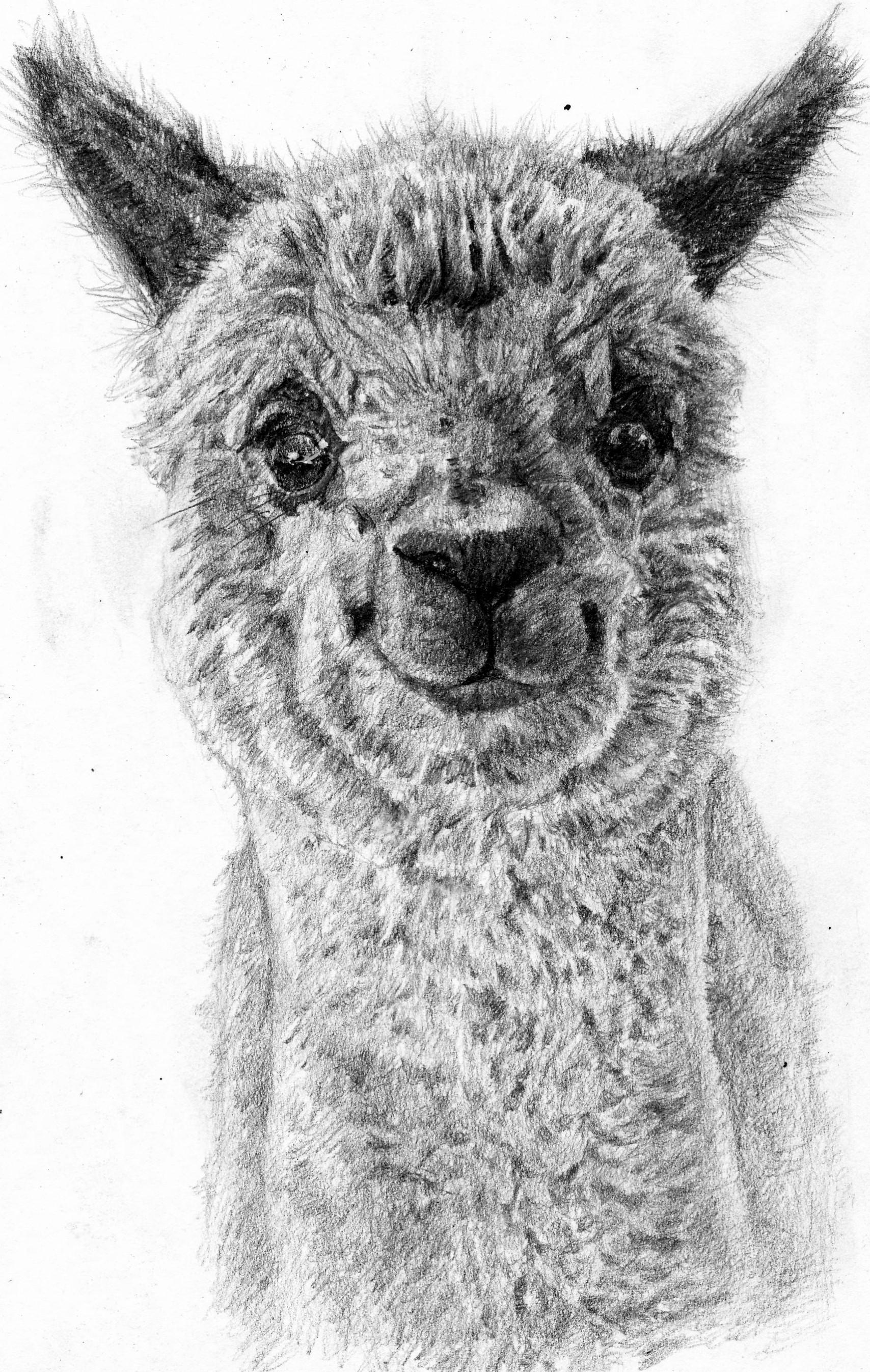 Alpaca Drawing at Explore collection of Alpaca Drawing