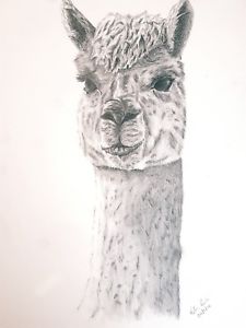225x300 origional art graphite alpaca drawing including frame ebay - Alpaca Drawing