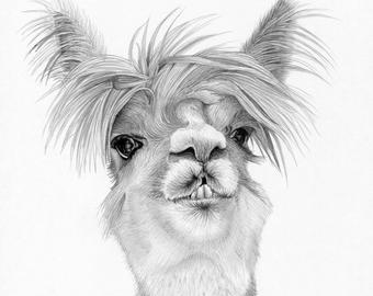 340x270 alpaca drawing etsy - Alpaca Drawing