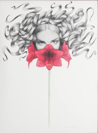 375x512 Amaryllis Drawing - Amaryllis Drawing