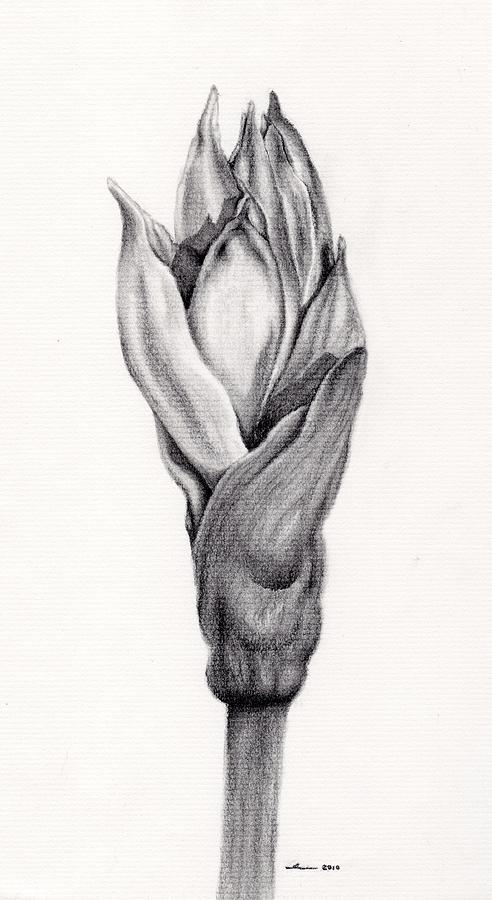 492x900 Amaryllis Drawing - Amaryllis Drawing