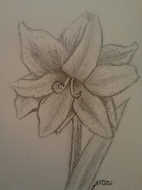 600x800 Amaryllis Flower Drawing Best Flower Site - Amaryllis Drawing