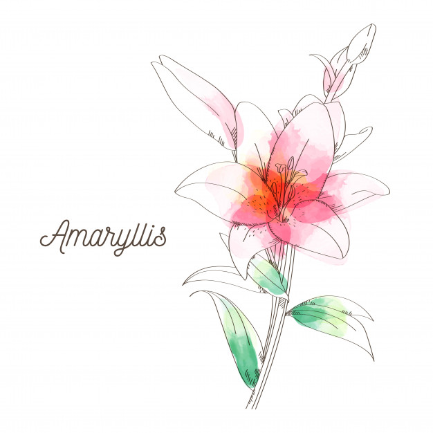 626x626 Amaryllis Vectors, Photos And Free Download - Amaryllis Drawing
