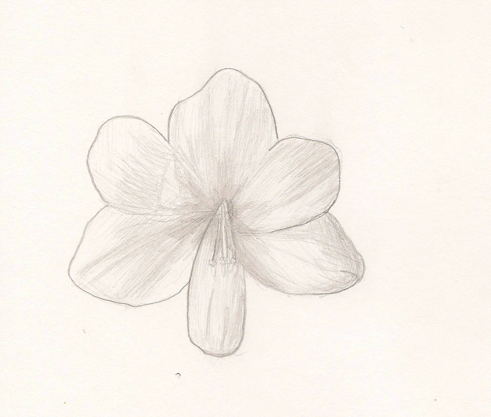 970x823 Amaryllis Drawing - Amaryllis Drawing