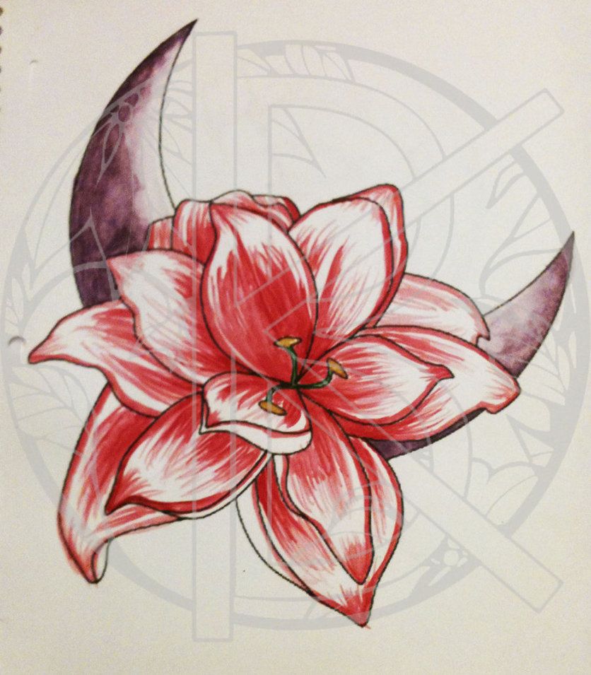 836x955 Amaryllis Flower Drawing - Amaryllis Drawing
