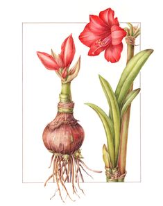 235x297 Best Amaryllis Paintings Images Flower Art, Botanical - Amaryllis Drawing