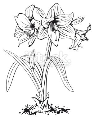303x380 amaryllis flower with bulb in ink drawing style keys flower - Amaryllis Drawing
