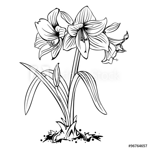 500x500 Amaryllis Lily Flowers Line Art Drawing Isolated - Amaryllis Drawing