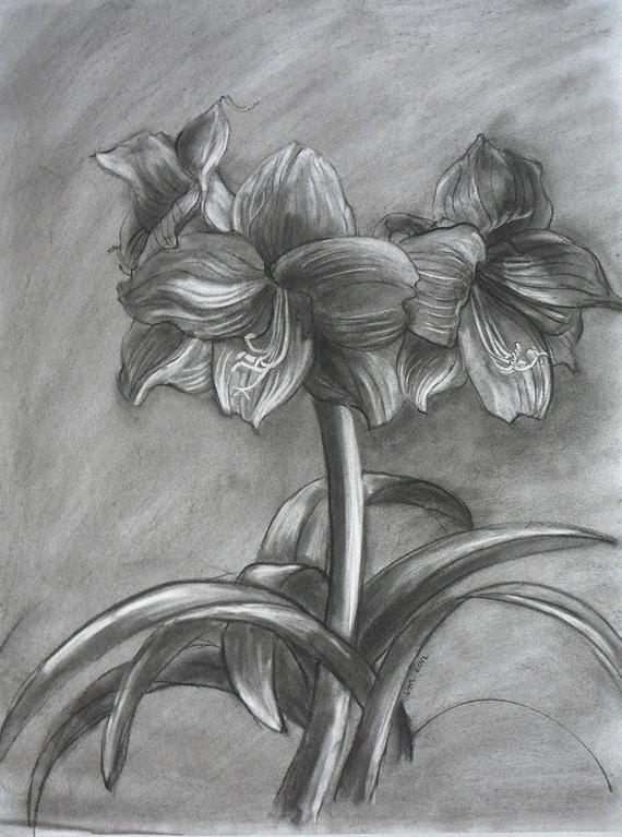 570x767 Amaryllis Study Small Charcoaleraser Drawing Etsy - Amaryllis Drawing