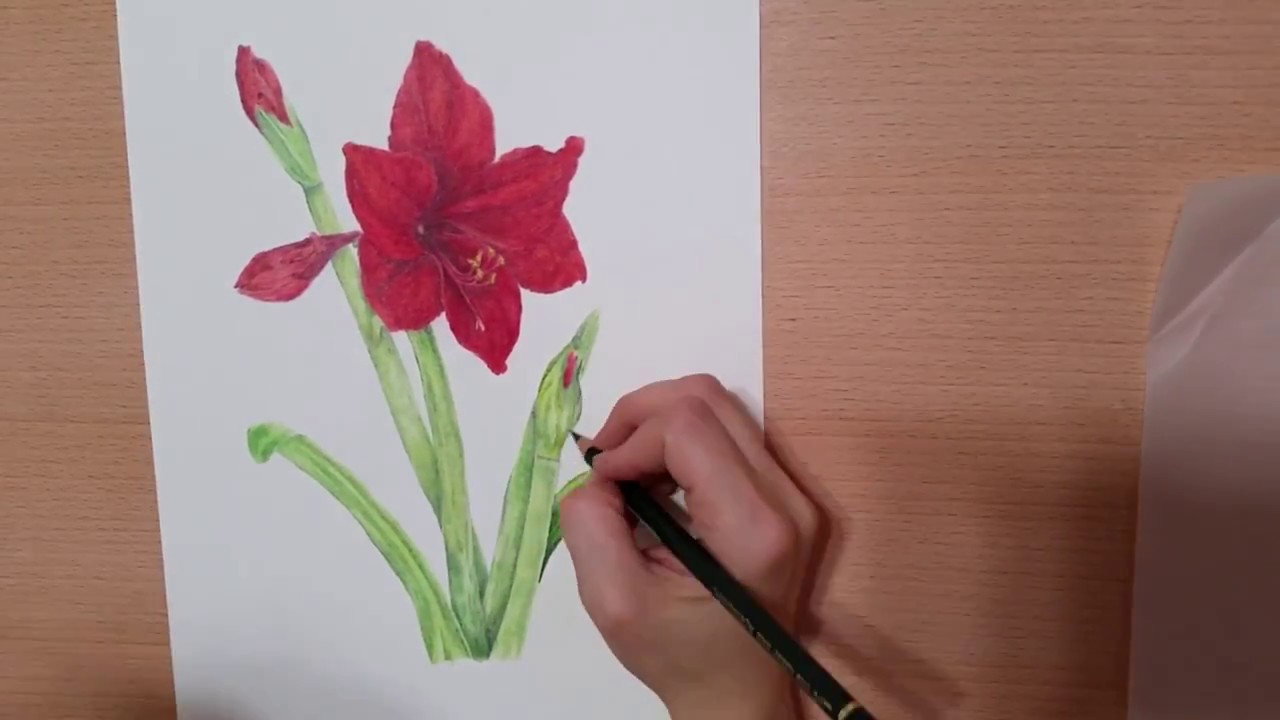1280x720 Botanical Bulb - Amaryllis Drawing