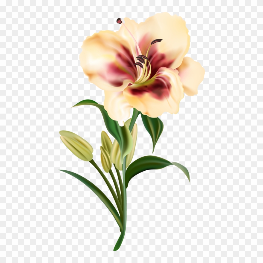 880x880 Clipart Download Amaryllis Drawing Realistic - Amaryllis Drawing