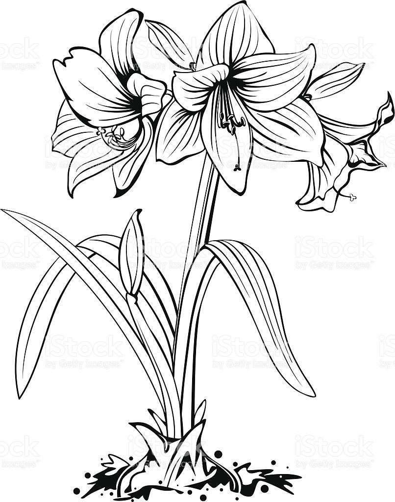 Amaryllis Drawing at Explore collection of