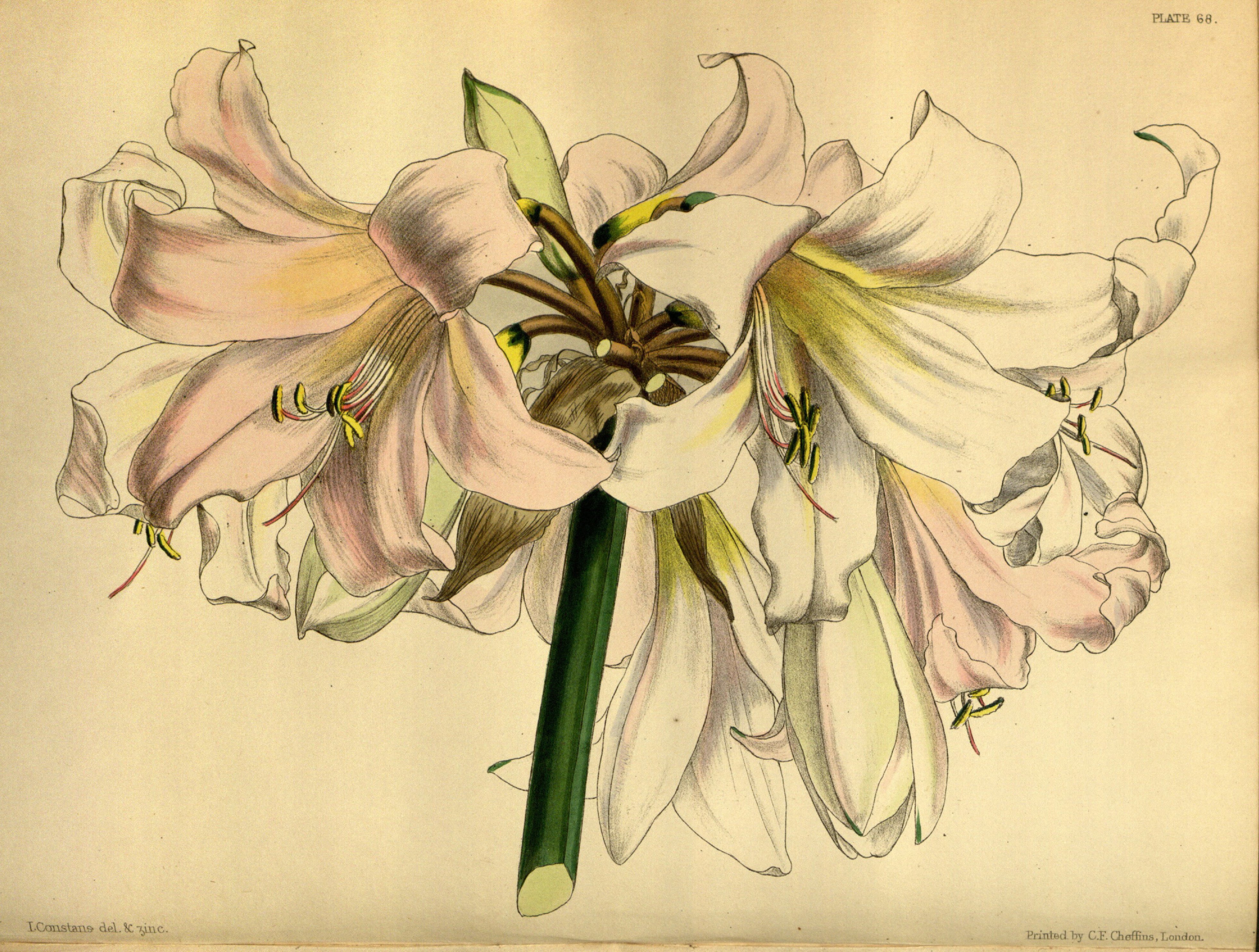 Amaryllis Drawing at PaintingValley.com | Explore collection of ...