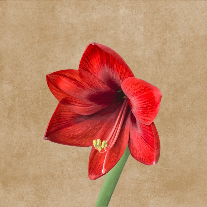 720x720 Free Photo Flower Bloom Amaryllis Blossom Drawing - Amaryllis Drawing