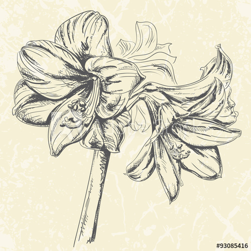 Amaryllis Drawing at PaintingValley.com | Explore collection of ...