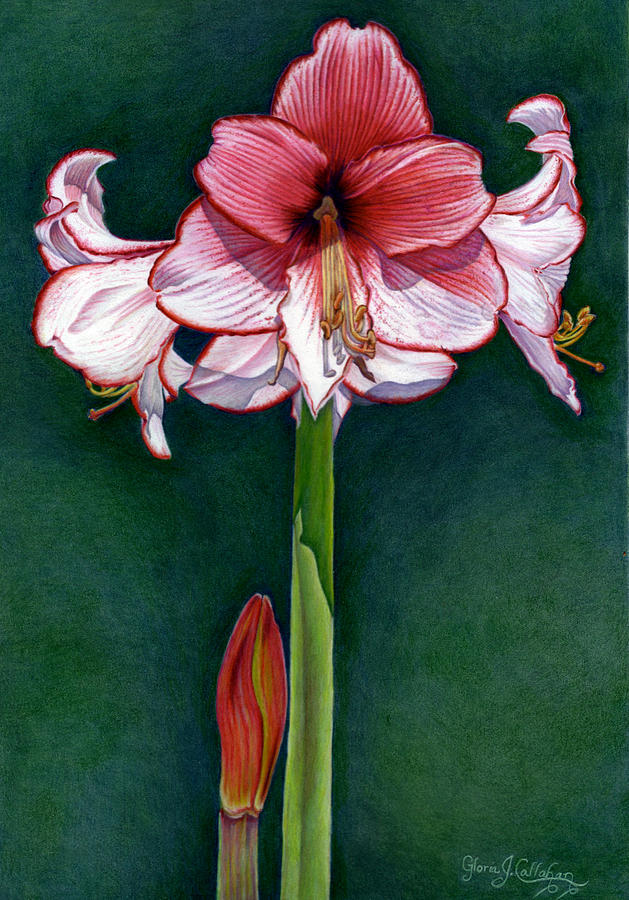 629x900 Holiday Amaryllis Drawing - Amaryllis Drawing