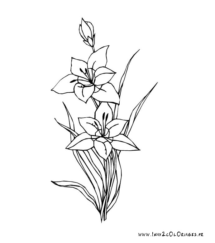 690x779 Amaryllis Drawing Orange For Free Download - Amaryllis Drawing