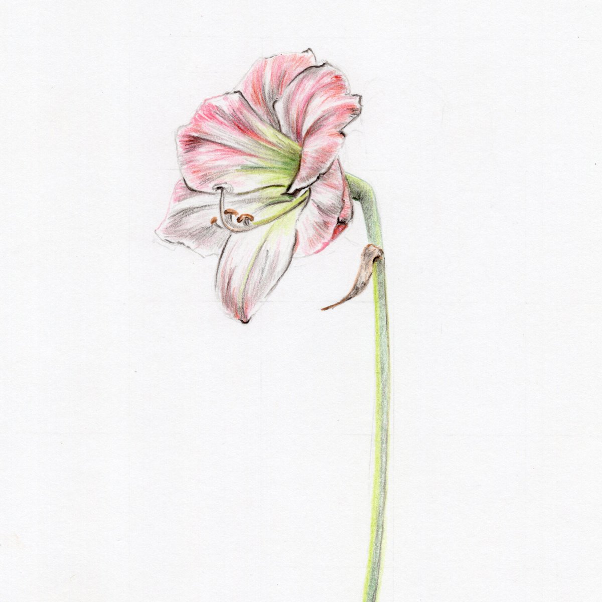 1200x1200 Amaryllis Original Botanical Drawing Carmen Hui Art Illustration - Amaryllis Drawing