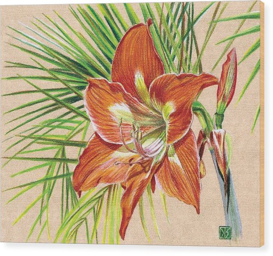 536x502 Amaryllis And Palms Drawing - Amaryllis Drawing