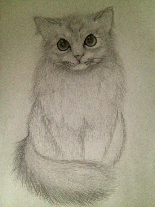 500x667 Amature Sketch - Amature Drawing