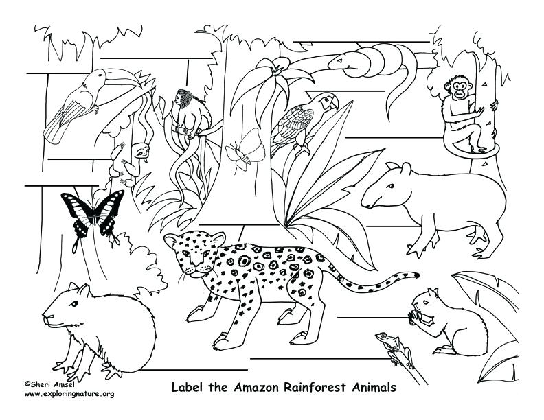 How To Draw Tropical Rainforest Animals Step By Step Learn How To Draw