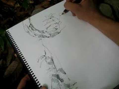 480x360 drawing a rainforest tree - Amazon Rainforest Drawing
