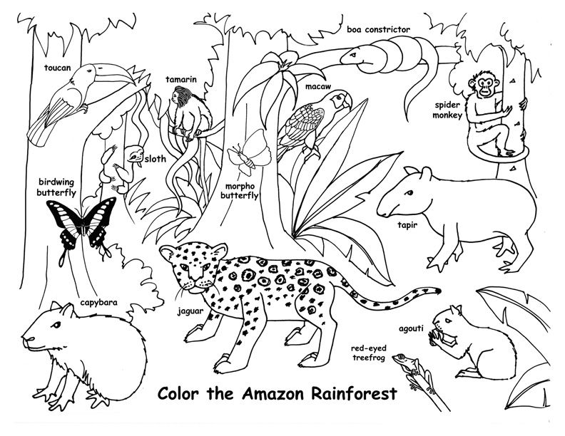 8800 Top Coloring Pages Of Amazon Rainforest Animals For Free