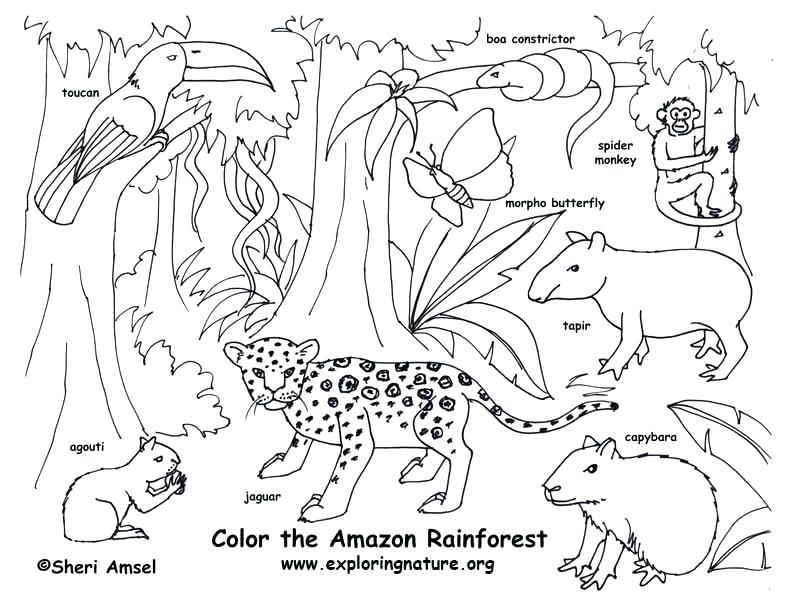 Amazon Rainforest Drawing At Paintingvalley Com Explore