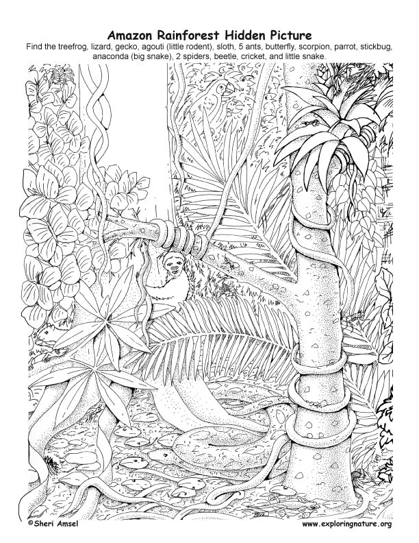 Amazon Rainforest Drawing At Paintingvalley Com Explore Collection Of Amazon Rainforest Drawing