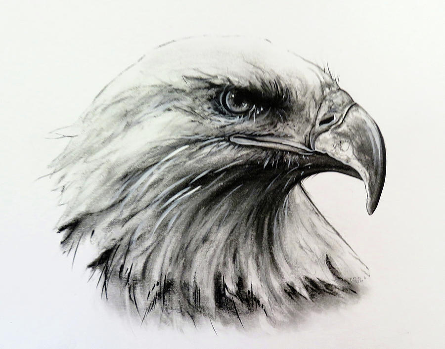 900x706 American Eagle Drawing - American Eagle Drawing