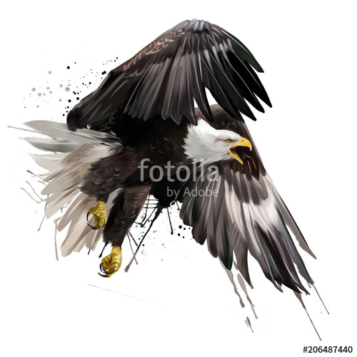 500x500 American Eagle Flying Watercolor Drawing Stock Photo And Royalty - American Eagle Drawing