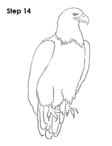 386x500 bald eagle drawing drawing in eagle drawing, drawings - American Eagle Drawing
