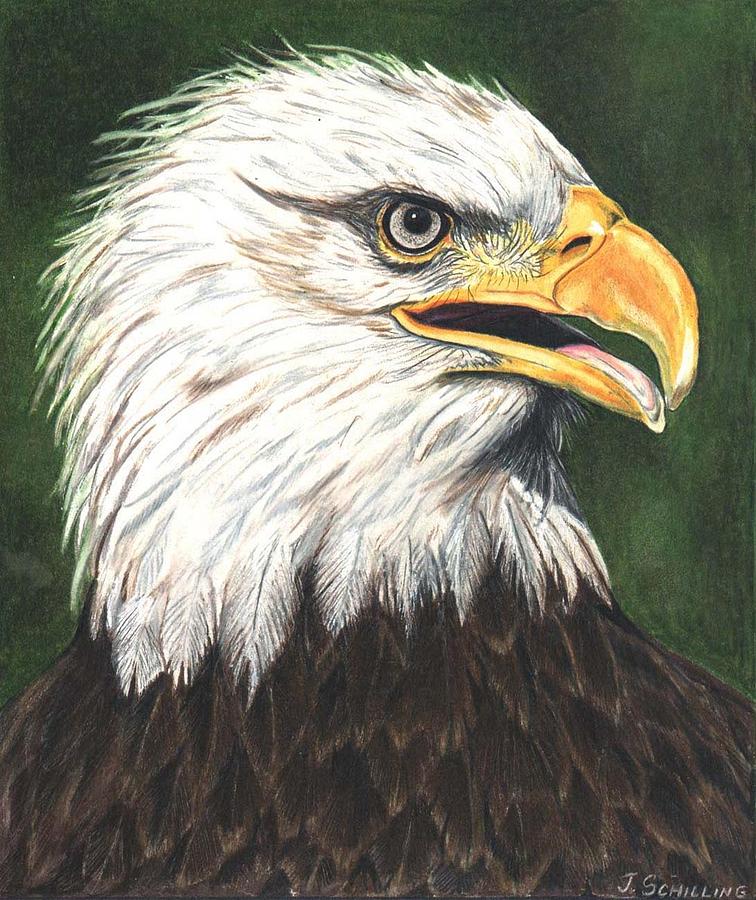 756x900 American Bald Eagle Drawing - American Eagle Drawing