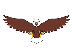 250x193 How To Draw A Bald Eagle - American Eagle Drawing
