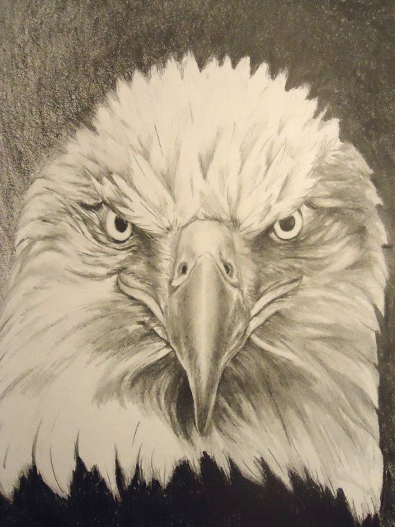 570x760 american bald eagle fierce eagle american eagle etsy - American Eagle Drawing