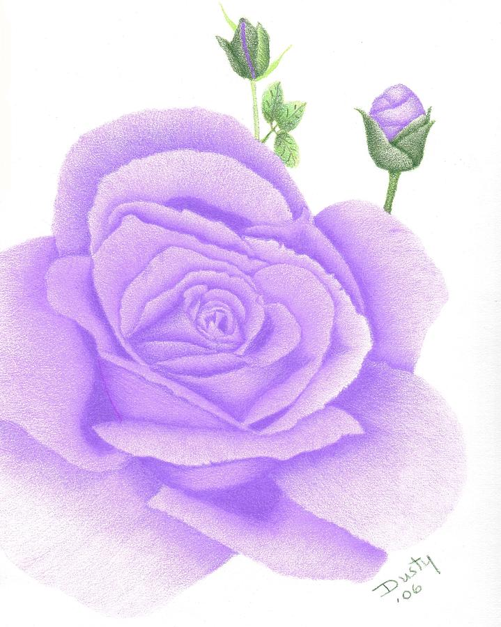 719x900 Amethyst Rose Drawing - Amethyst Drawing