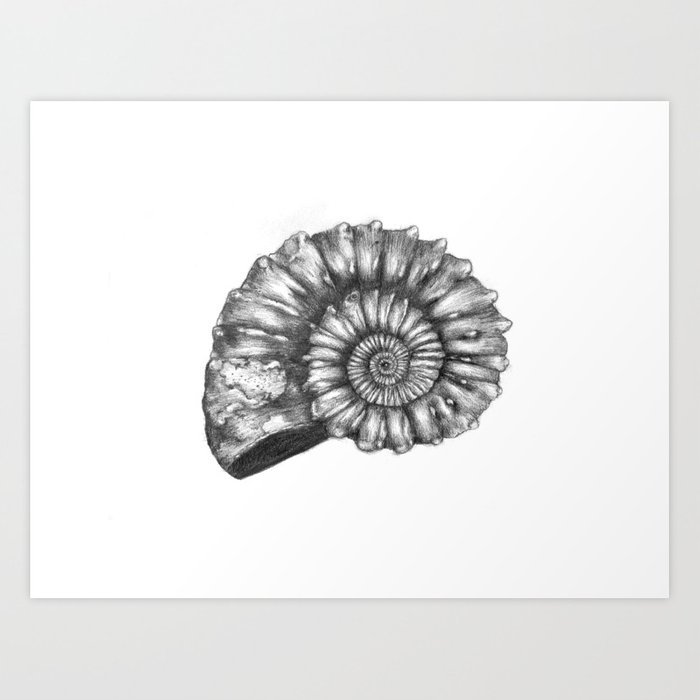 700x700 ammonite drawing - Ammonite Drawing