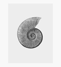 210x230 ammonite drawing wall art redbubble - Ammonite Drawing