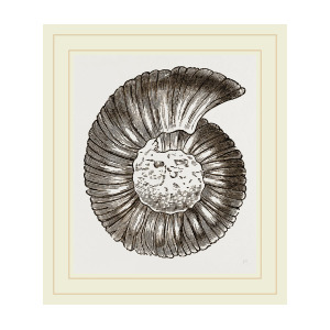 300x300 ammonite drawing - Ammonite Drawing