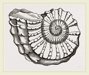 300x252 ammonite mouth imperfect drawing - Ammonite Drawing