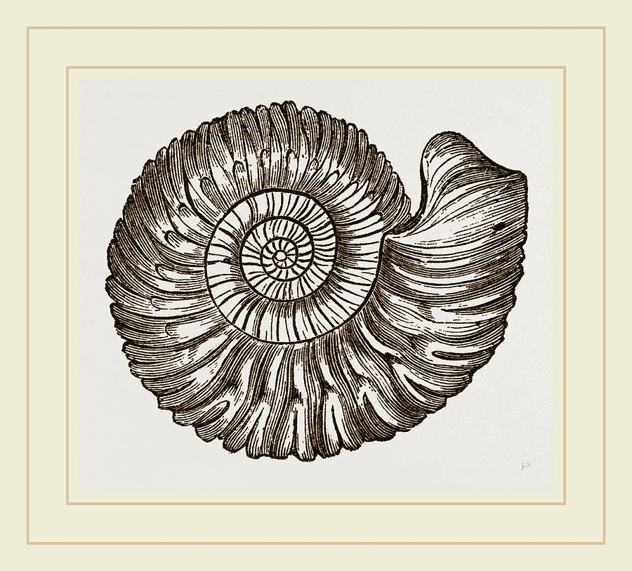 Ammonite Drawing at Explore collection of Ammonite