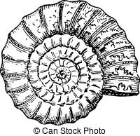200x194 ammonite - Ammonite Drawing