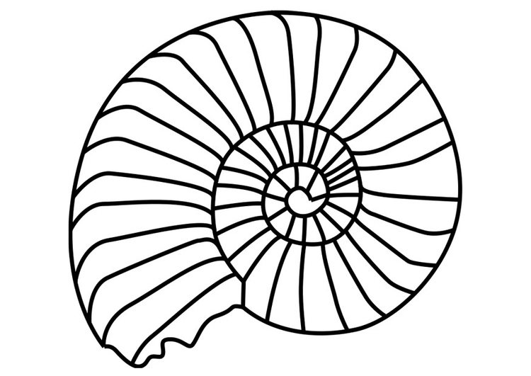 750x531 coloring - Ammonite Drawing