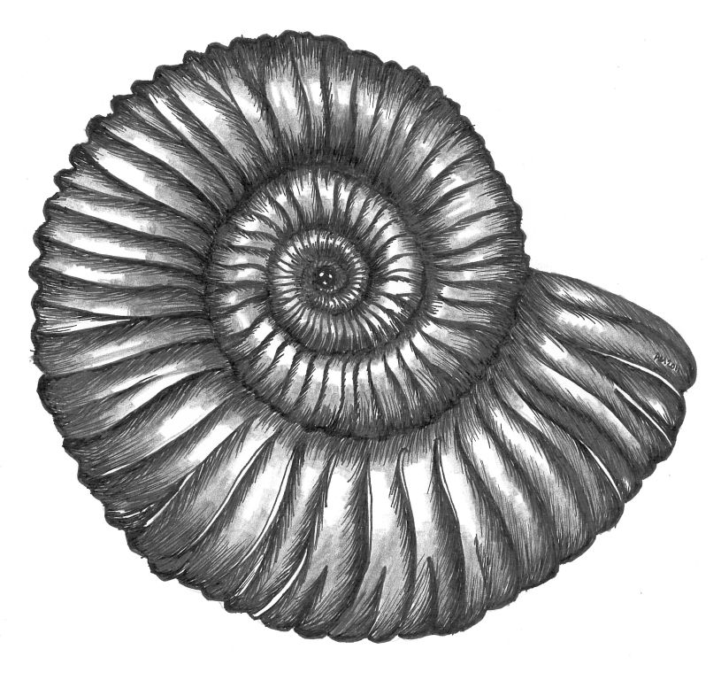 Ammonite Drawing at Explore collection of Ammonite