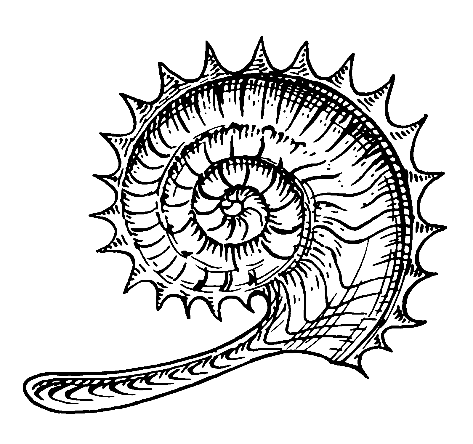 1597x1499 fileammonite - Ammonite Drawing