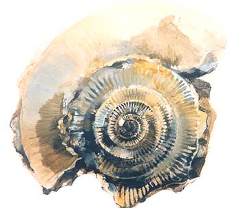 350x303 louise bird ammonite drawing gallery - Ammonite Drawing