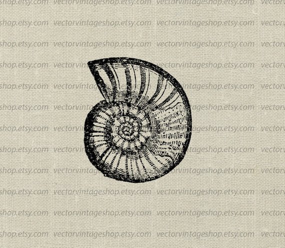 570x495 seashell vector clip art graphic instant download ammonite etsy - Ammonite Drawing
