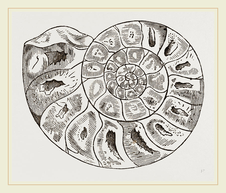 Ammonite Drawing at Explore collection of Ammonite