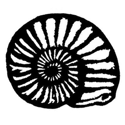ammonite drawing