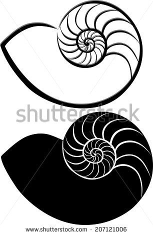 306x470 ammonite drawing - Ammonite Drawing